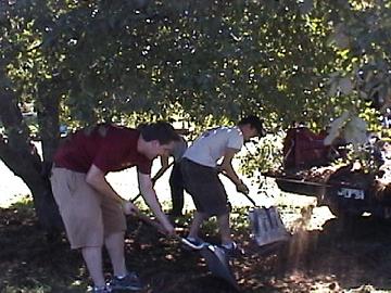 manure on apple trees